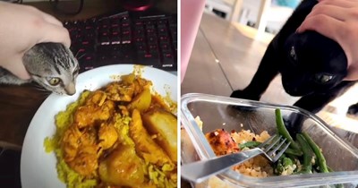 Cat Owners Share Funniest Photos of How to Stop Fiesty Felines From Stealing Your Food