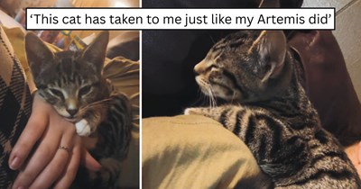 After losing their soul cat, a lost kitten reminded this pawrent of Artemis, but they didn't know if they could open their heart again