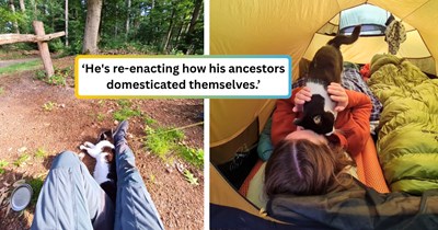 'The cat moved in like it was paying rent': Wholesome "not my cat" lets himself into a couple's tent in the middle of the night and is still there, unbothered, come morning.