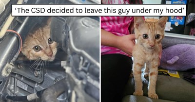 An orange kitten hiding under a car hood couldn't stay with his rescuer, but he still found the perfect home