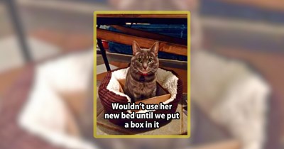 22 Feline Funnies Featuring the Cattest of Cat Humor