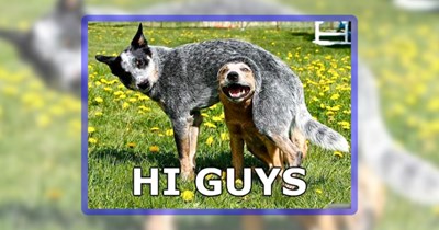 37 Classic Doggo Memes for Nostalgic Folks With Fido Friends