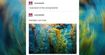 'I guess we doin philosophical conundrums now': A contemplation of random memes