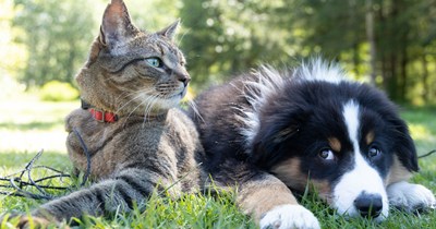 'What is your funniest pet story?': Funny Short Stories About Our Favorite Furry Friends. 