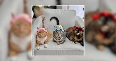 Fancy Felines in Fantastic Hats: 27 Cats Serving Headwear Realness