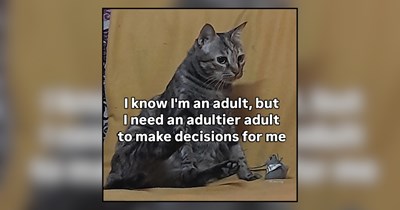 The Reality of Adulting According to Cats
