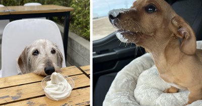 29 Perky Pup Cup Puppers for an Awwplifting Start to the Working Week