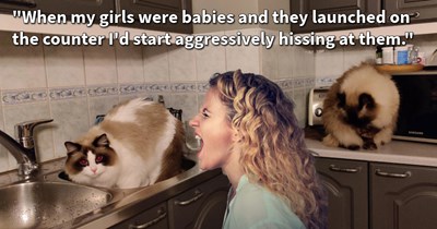 16 Curious Ways to Try and Stop Your Counter Surfing Cat Kids and Reclaim Your Conflict-Free Kitchen