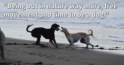 15 Ways to Calm Your Reactive Canine and Win Back Your Bond