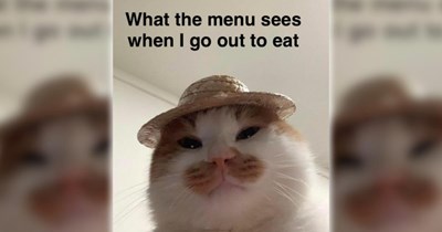21 Feline-Filled Funny Memes for a Moment of Pawdorable Peace