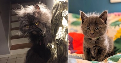 Freshly Fluffed: Bedhead Felines Bringing Big "Just Woke Up" Energy