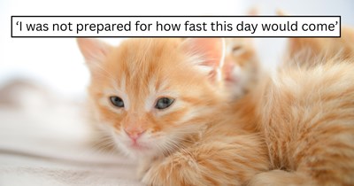 Family rescues a pregnant orange cat from a country road, then comes home to the sweetest surprise