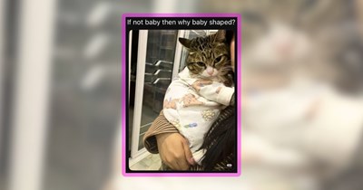 27 Feline Funnies Featuring Babies Who are Actually Cats