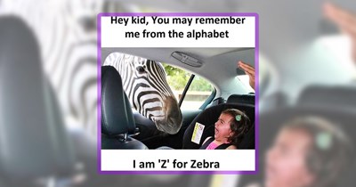 27 Wild Animal Memes For Your Feral Friday Fun