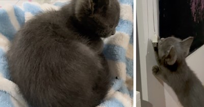 2-month-old kitten sends pawrent into panic after eating whole can of tuna, only for the vet to confirm he was just having a dramatic food coma: 'Hims tummy full'