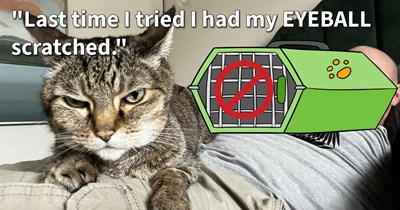 15 Creative Ideas fur Getting Your Cat Kid to Climb into their Carrier