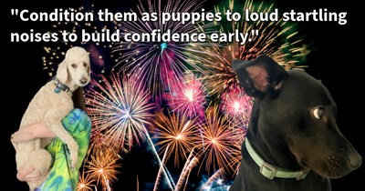 11 Pawrent Approved Tips to Protect Your Pupper from Firework Anxiety