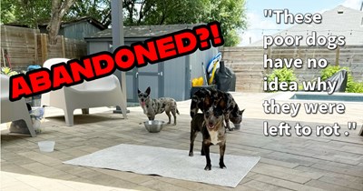 8 abandoned Texan dogs on the run rescued and given furever homes after community and dog rescue stepped up when police and animal control refused to help, rescuer says: ‘The city wants us, the citizens, to corral and shelter these poor animals.’