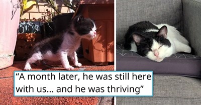 '[I] stormed out of that vet': Person who was told to give up on the sick kitten they rescued refuses to do so, takes the kitten back home, nurses him back to health, and proves that every life is worth fighting for