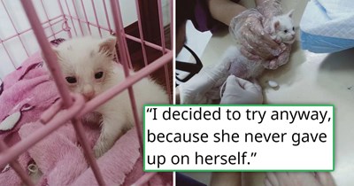 After being told by 3 vets to say goodbye forever, person takes their rescued sick kitten home, where she makes an amazing recovery, reassuring her human that miracles sometimes look like refusing to give up