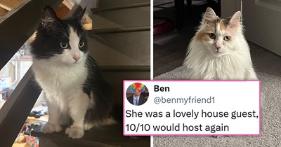 Couple finds a cat lying lethargic on the ground during a heatwave, she acts suspiciously friendly, a few days later, they find out she's their neighbor's 10-year-old cat who escaped, and the reunion is adorable 