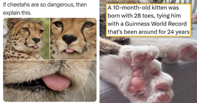 Your Weekly Meowgazine: 20 I Can Has Meowments for a Cozy Caturday of Whimsey and Wholesomeness (July 11, 2026)