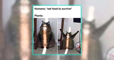 Cat Clawmedy Made of 27 Meowing Memes for Feline Fanatics