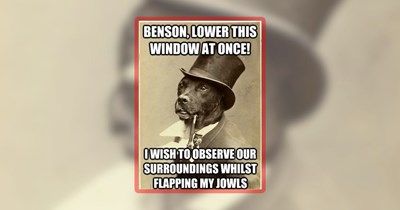 25 Heartwarming Hounds and Happy Dogs to Brighten Your Day