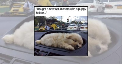 22 Pawdorable Puppy Memes Full of Wholesome Little Moments