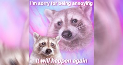 40 Raccoon Memes for Trash Panda Fanatics