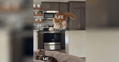 24 Memes for a Sweltering Day in July