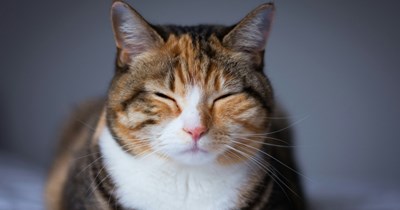 Cat purrs so loud when he gets away with something that owner starts to think he knows when he is being mischevious and enjoys it: 'I think it's funny if he forever thinks we can't hear purring, so I always let him get away with it'