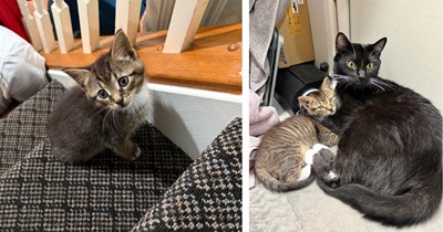 Two years after being rescued, former stray who's learned what human kindness means brings home a surprise kitten for his owner to give it a better life too