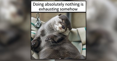 29 Lazy Animals Taking the Day Off From Everything
