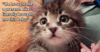 UPDATE: Cat dad who gifted rejected kitten to hooman to adopt into fur family, continues to visit son every single day, cat lover says: ‘Orange Tom has continued to visit and he is very affectionate and patient with his violent offspring.’