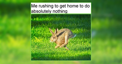 28 Fairytale Forest Animals Frolicking in Your Mind Rent Free