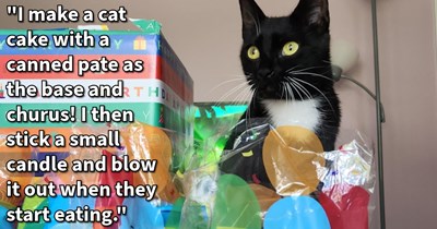 17 Feline Birthday Celebrations Worthy of Your Regal Cat Child