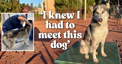 29 lbs Husky rescued from a boarded-up closet 2 months after her owner passes teaches one pawrent how to love again after losing her soul dog: 'I truly believe that she is a gift sent from my soul dog'