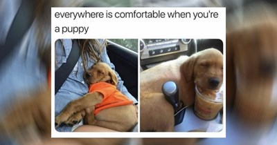 The Best Heartwarmingly Wholesome Memes and Posts of the Week