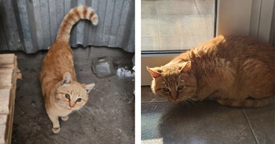 Man secretly feeds shy orange stray cat outside his work for months but notices something's off, he becomes his furrever human after nursing him back to health