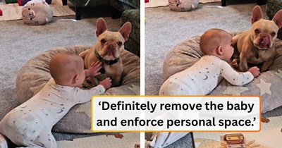 'You never want to allow your baby to just go up to the dog': Mom films her crawling baby getting into her French Bulldog's personal space and asks the canine community for help; the response becomes a guide every dog-owning parent needs
