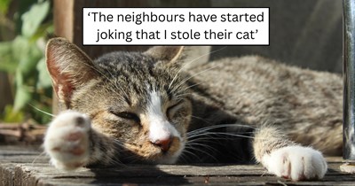 'I never intended to take someone else’s pet': Cat lover helps a neglected neighborhood cat, but his owners accuse them of stealing him