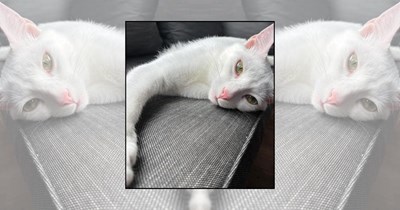 22 Wholesome Cats for a Softer Day on the Internet (July 10th, 2026)