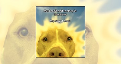 'Morning Walk Energy': 22 Morning Dog Memes for Sleepy Humans and Pups Starting the Day Together