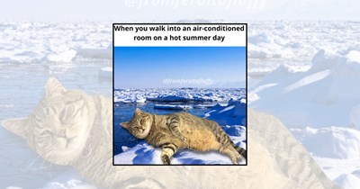 'Heatwave Meows': 21 Hot Weather Cat Memes Capturing Felines Melting Through Summer Like Fluffy Puddles