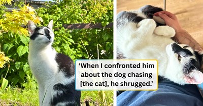Leopold the cat gets chased out of his own home by a new dog, finds refuge with the man next door, and slowly makes himself impossible to give back: 'I hate when people allow a new dog to push their cats out.'