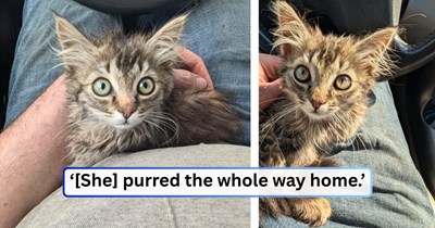 Kitten living in a factory that's about to shut down finds her way into a worker's arms, and purrs the whole way to her forever home.