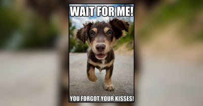 Big Woof Energy Dog Memes For Dog Dads Feeling Strong This Summer