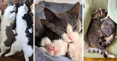 30 Precious Pairs of Paws & Snuggles Proving That Two Cats Are Better Than One