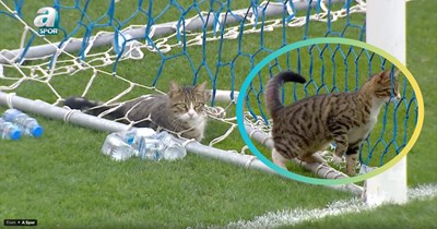 Stray Cat Crashes FIFA Game and Adorably Auditions for Goalie Pawsition: ‘This cat just made every Premier League keeper look like an amateur’